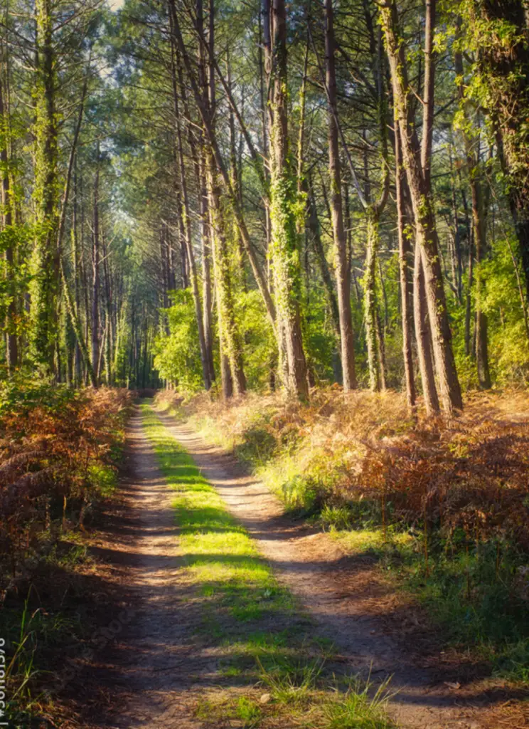 Chemin pédestre dans une forêt de pin
